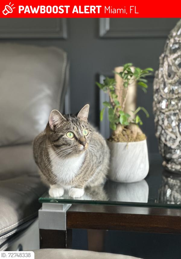 Lost Female Cat last seen Woodbury 1, Miami, FL 33175