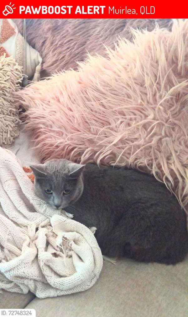 Lost Female Cat last seen Pine Mountain Connection Road Muirlea , Muirlea, QLD 4306