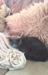 Lost Female Cat last seen Pine Mountain Connection Road Muirlea , Muirlea, QLD 4306