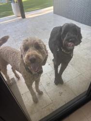 Found/Stray Female Dog last seen Grant and Tanque verde , Tucson, AZ 85715