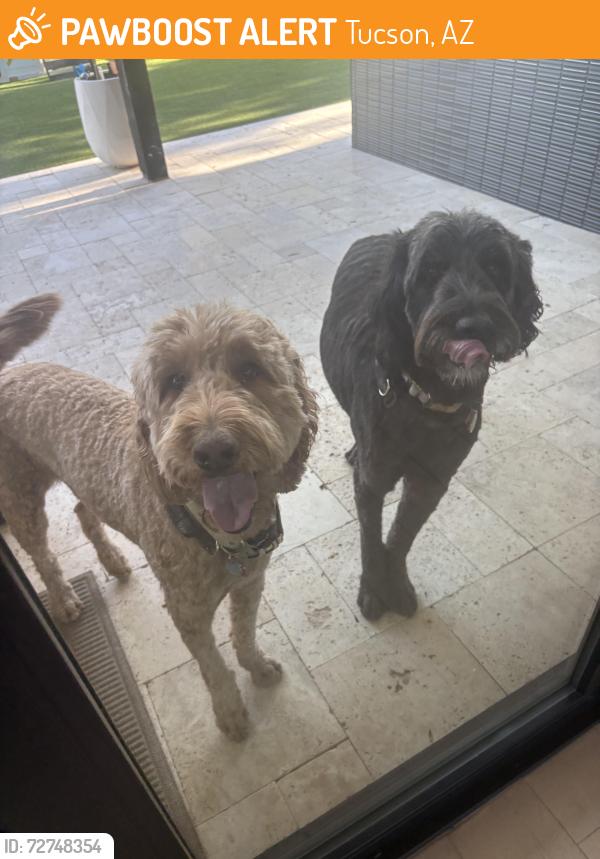 Found/Stray Female Dog last seen Grant and Tanque verde , Tucson, AZ 85715