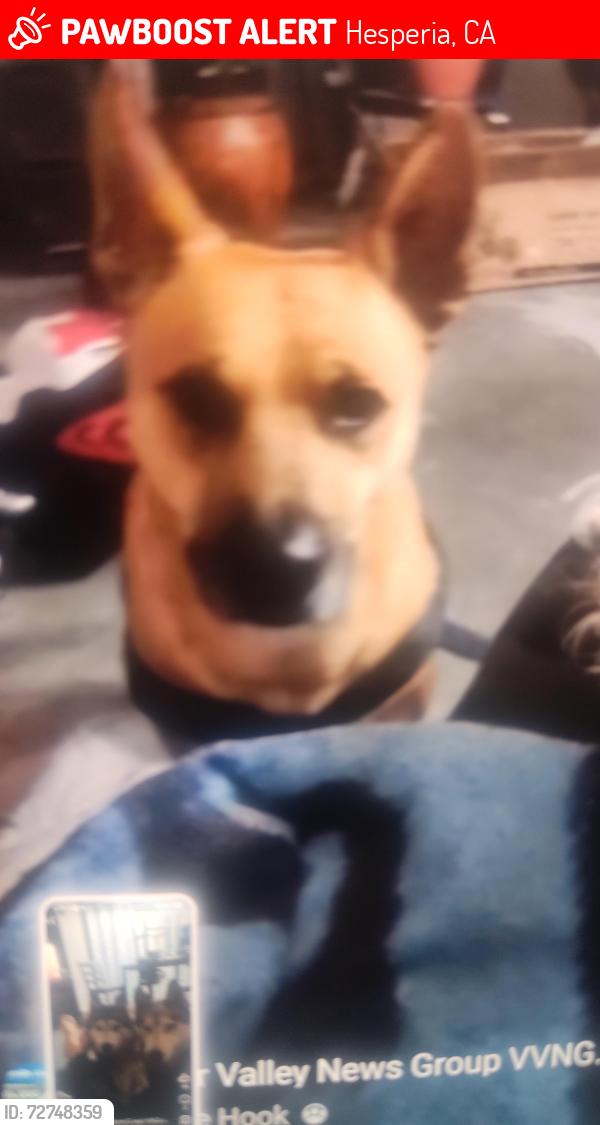 Lost Male Dog last seen 3rd, Hesperia, CA 92345