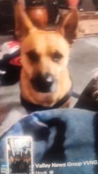 Lost Male Dog last seen 3rd, Hesperia, CA 92345
