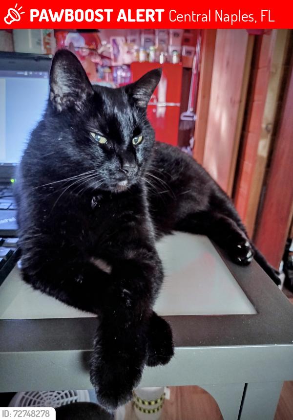 Lost Female Cat last seen Poinciana and Tortuga Way, Central Naples, FL 34105
