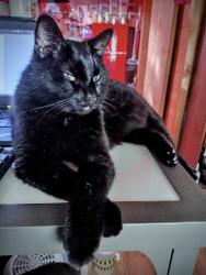 Lost Female Cat last seen Poinciana and Tortuga Way, Central Naples, FL 34105