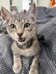 Lost Male Cat last seen Bear Creek Ranch, Cedar Hill, TX 75104