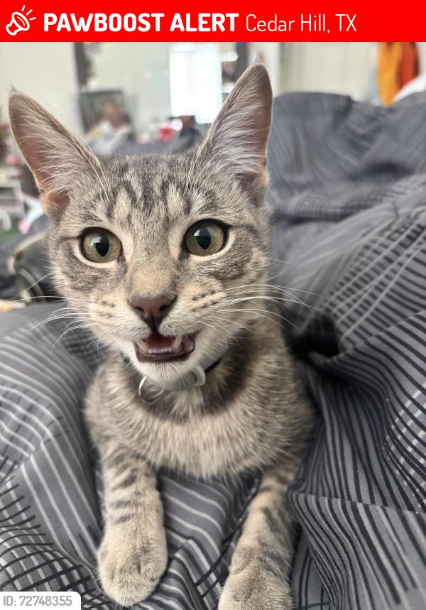 Lost Male Cat last seen Bear Creek Ranch, Cedar Hill, TX 75104