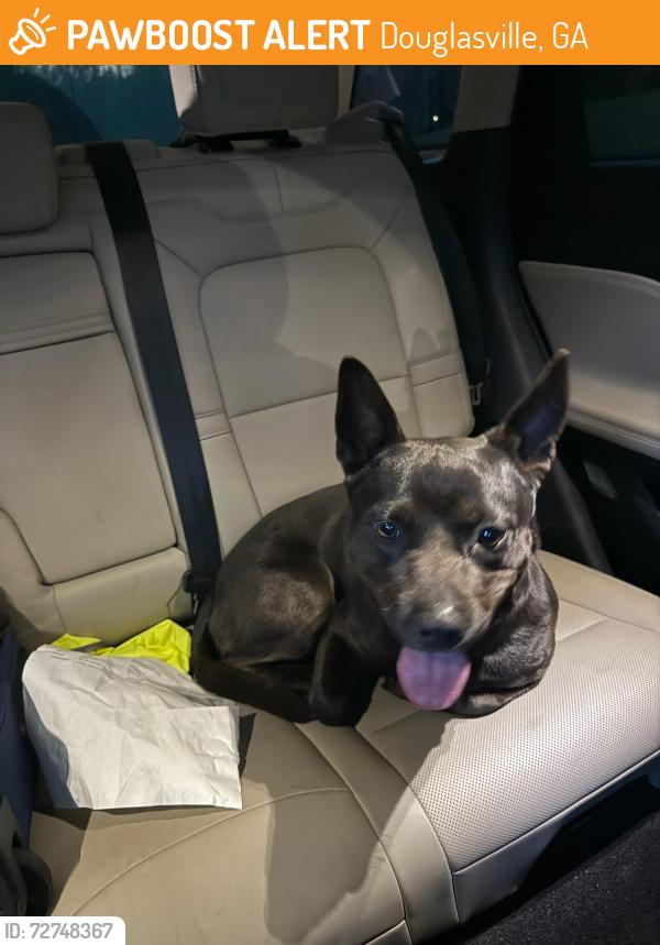 Found/Stray Unknown Dog last seen HWY 166 and Belmont , Douglasville, GA 30134