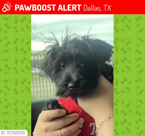 Lost Male Dog last seen Saner/kiest, Dallas, TX 75224
