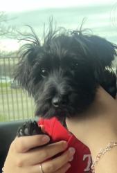 Lost Male Dog last seen Saner/kiest, Dallas, TX 75224