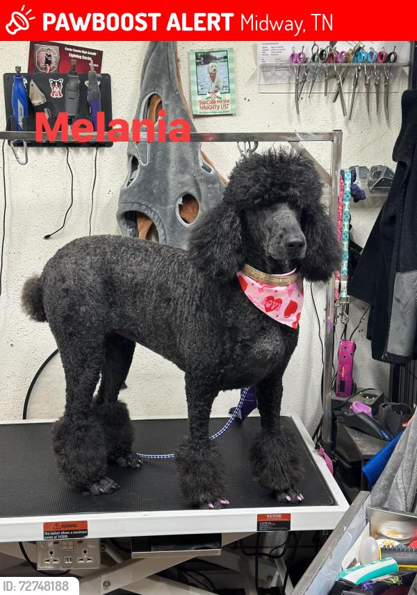 Lost Female Dog last seen Oakwood road on the end that meets little warrensburg rd in greene county tn, Midway, TN 37809