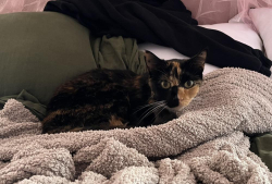 Lost Female Cat last seen Morrison Trail, Allens Trail and Creston Way in Trails South , Edmond, OK 73012