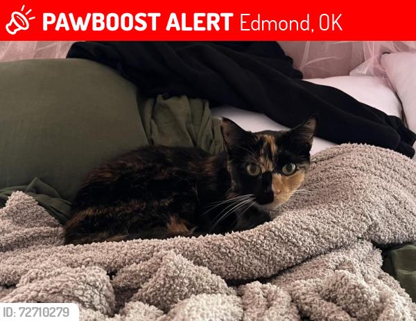 Lost Female Cat last seen Morrison Trail, Allens Trail and Creston Way in Trails South , Edmond, OK 73012
