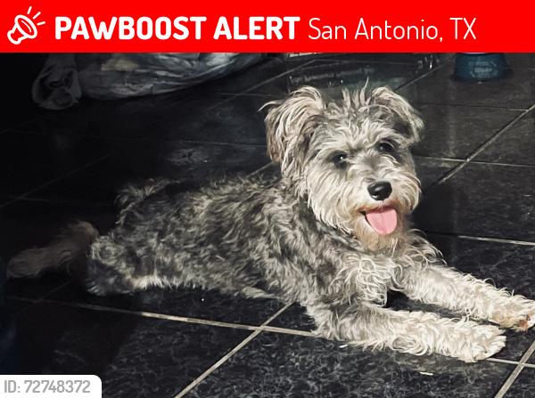Lost Female Dog last seen Mars Street, San Antonio, TX 78226