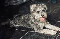 Lost Female Dog last seen Mars Street, San Antonio, TX 78226
