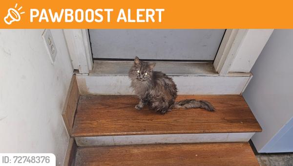 Found/Stray Unknown Cat last seen Bellevue Cemetery , Columbia County, GA 30813