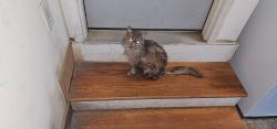 Found/Stray Unknown Cat last seen Bellevue Cemetery , Columbia County, GA 30813