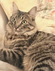 Lost Male Cat last seen Dogwood Avenue /Fuchsia, Seal Beach, CA 90740