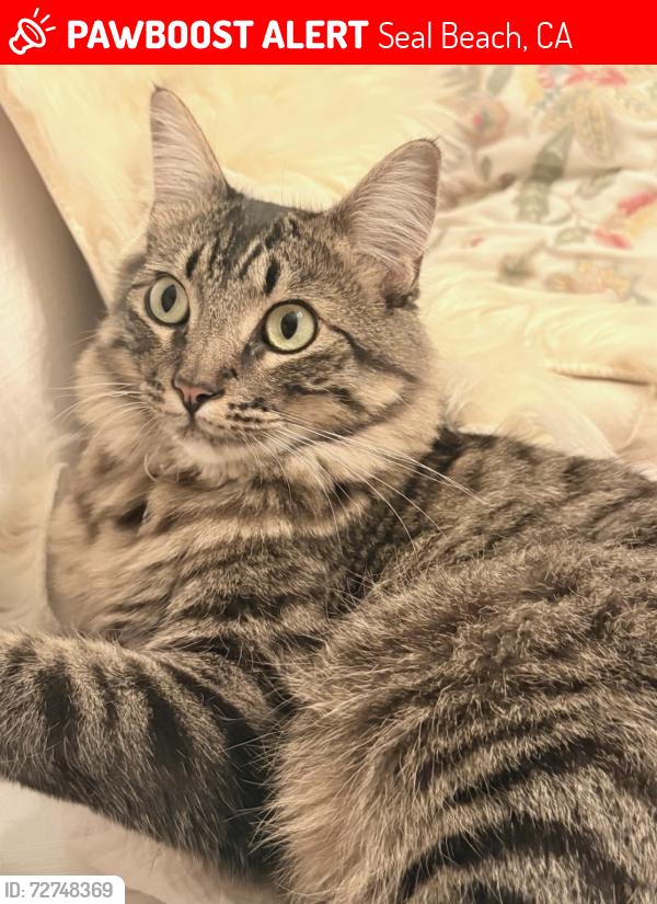 Lost Male Cat last seen Dogwood Avenue /Fuchsia, Seal Beach, CA 90740