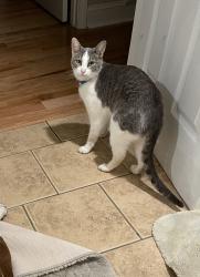Lost Male Cat last seen Mooresville Dragstrip, Mooresville, NC 28115
