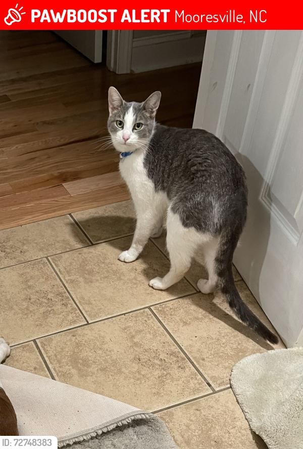 Lost Male Cat last seen Mooresville Dragstrip, Mooresville, NC 28115