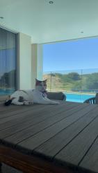 Lost Male Cat last seen Near boardwalk blvd, Halls Head, WA 6210