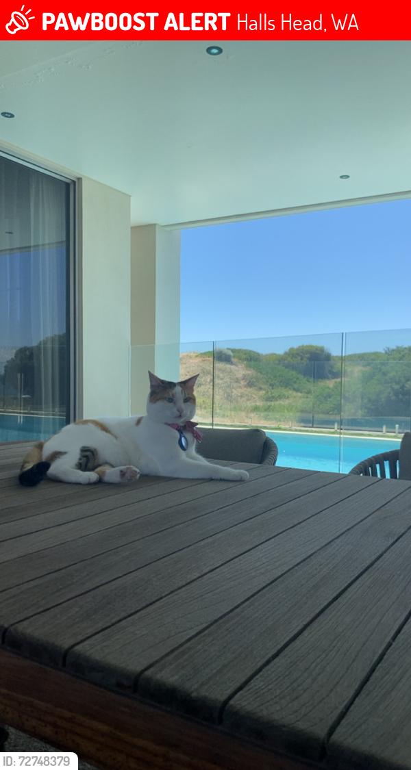 Lost Male Cat last seen Near boardwalk blvd, Halls Head, WA 6210