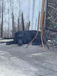 Found/Stray Male Dog last seen 31st, Queens, NY 11369
