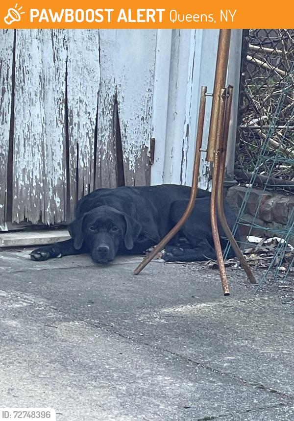 Found/Stray Male Dog last seen 31st, Queens, NY 11369