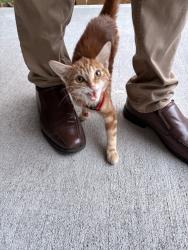Found/Stray Unknown Cat last seen Across from Bank OZK, Houston, TX 77021