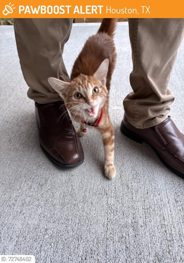Found/Stray Unknown Cat last seen Across from Bank OZK, Houston, TX 77021