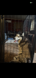 Found/Stray Female Dog last seen Hickory Creek Dr Orlando  FL 32818, Orlando, FL 32818