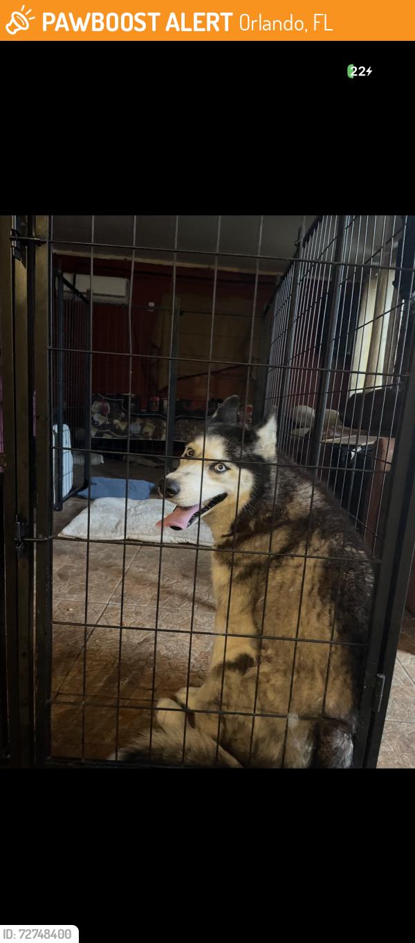 Found/Stray Female Dog last seen Hickory Creek Dr Orlando  FL 32818, Orlando, FL 32818