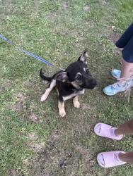 Found/Stray Female Dog last seen 1st street, Garland, TX 75041