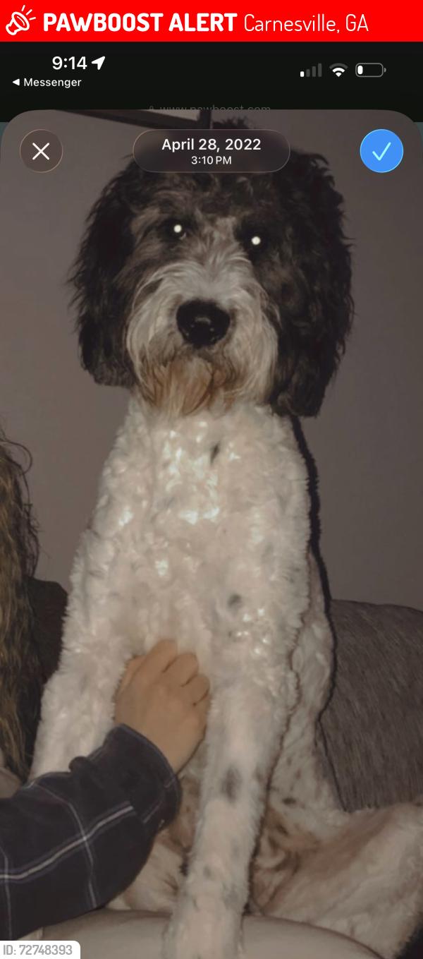 Lost Male Dog last seen Bioplant on 198 , Carnesville, GA 30521