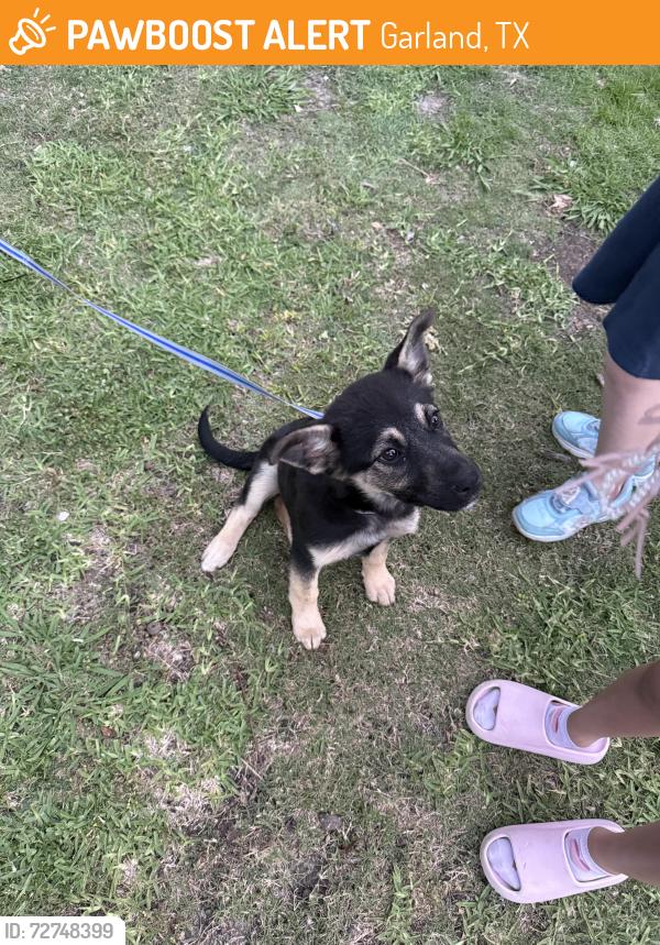 Found/Stray Female Dog last seen 1st street, Garland, TX 75041