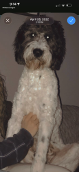 Lost Male Dog last seen Bioplant on 198 , Carnesville, GA 30521