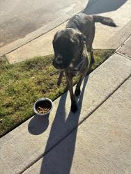 Found/Stray Female Dog last seen Audobon Creekside South, Magnolia, TX 77353
