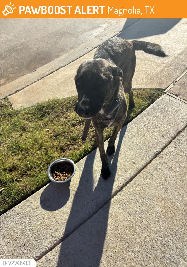 Found/Stray Female Dog last seen Audobon Creekside South, Magnolia, TX 77353