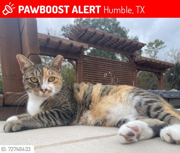 Lost Female Cat last seen Royal St. and Spears, Humble, TX 77396
