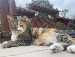 Lost Female Cat last seen Royal St. and Spears, Humble, TX 77396