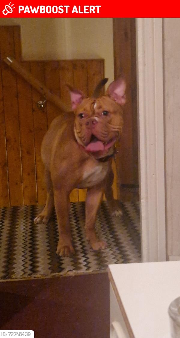 Lost Female Dog last seen Oxted Place , Tyne and Wear, England NE6