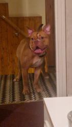 Lost Female Dog last seen Oxted Place , Tyne and Wear, England NE6