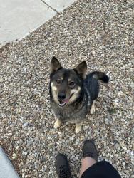 Found/Stray Unknown Dog last seen Sun mesa st , Los Lunas, NM 87031
