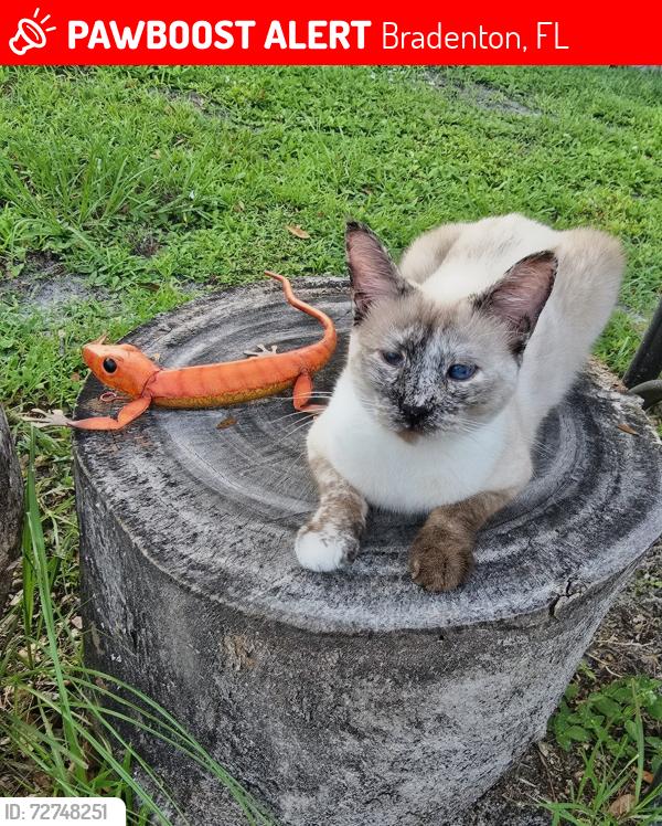 Lost Female Cat last seen 67th ave west,  Magellan dr, Bradenton, FL 34207