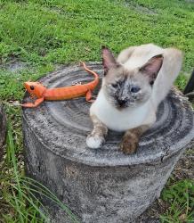 Lost Female Cat last seen 67th ave west,  Magellan dr, Bradenton, FL 34207