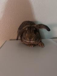 Lost Male Rabbit last seen Sawyer Ave, Las Vegas, NV 89108