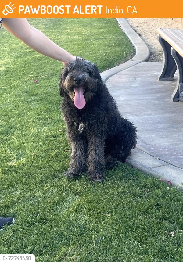 Found/Stray Unknown Dog last seen Jackson ans greenbriar , Indio, CA 92203