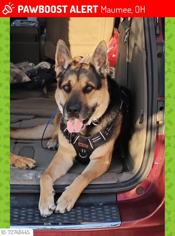 Lost Male Dog last seen North Reynolds Road , Maumee, OH 43537