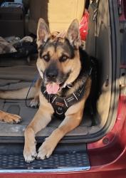 Lost Male Dog last seen North Reynolds Road , Maumee, OH 43537
